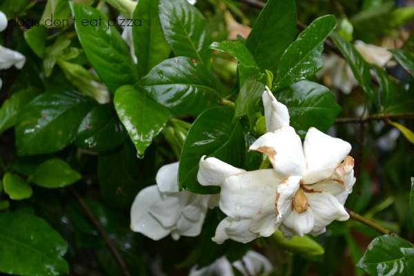 gardenia - after the rains - Dogs Don't Eat Pizza