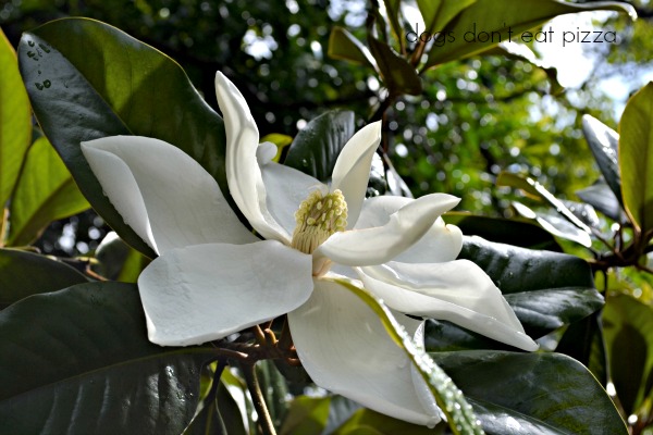 magnolia bloom - after the rains - Dogs Don't Eat Pizza