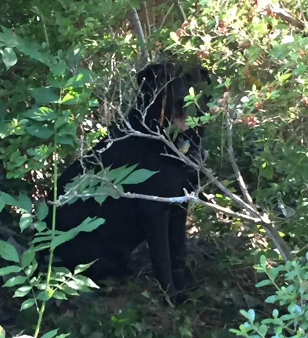 Tying up loose ends - our overgrown yard - thediybungalow.com