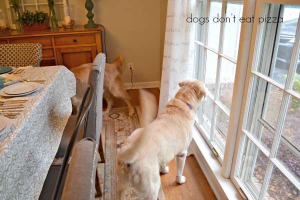 Bear-alerting-guests - Dogs Don't Eat Pizza