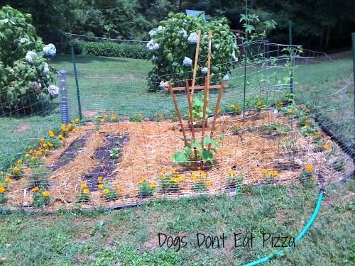 Finished garden after planning 2011- thediybungalow.com