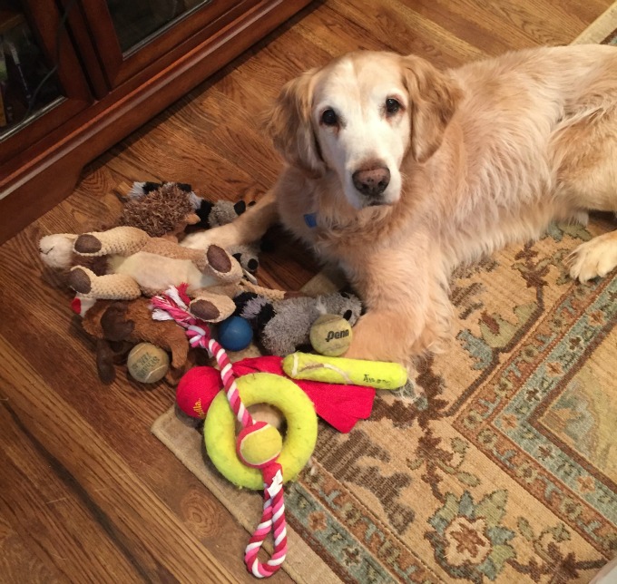 Even Hank went through his toy basket - family room tidying up - thediybungalow.com