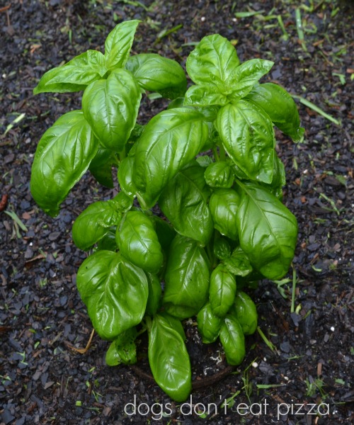 basil - after the rains - Dogs Don't Eat Pizza