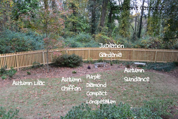 Beautiful fall yard labeled with Encore Azaleas and the Southern Living Plant Collection - Dogs Don't Eat Pizza