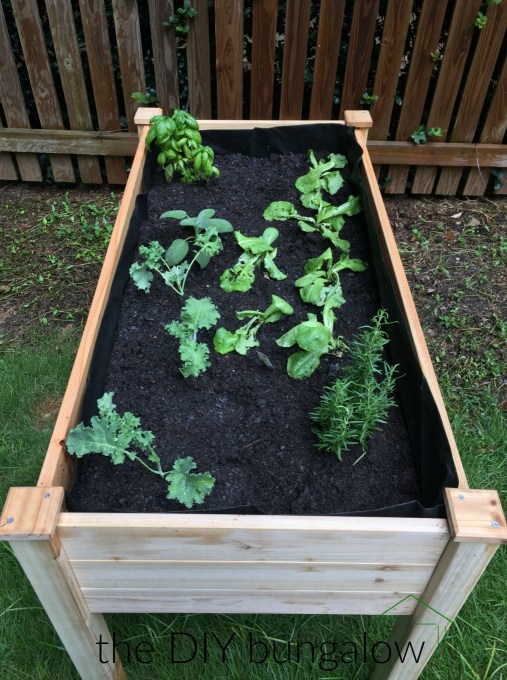 Raised garden bed with lettuce kale and herbs - thediybungalow.com