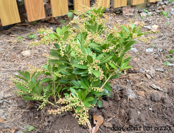 Mountain Snow Pieris - Dogs Don't Eat Pizza