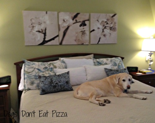 master-bedroom-before - Dogs Don't Eat Pizza