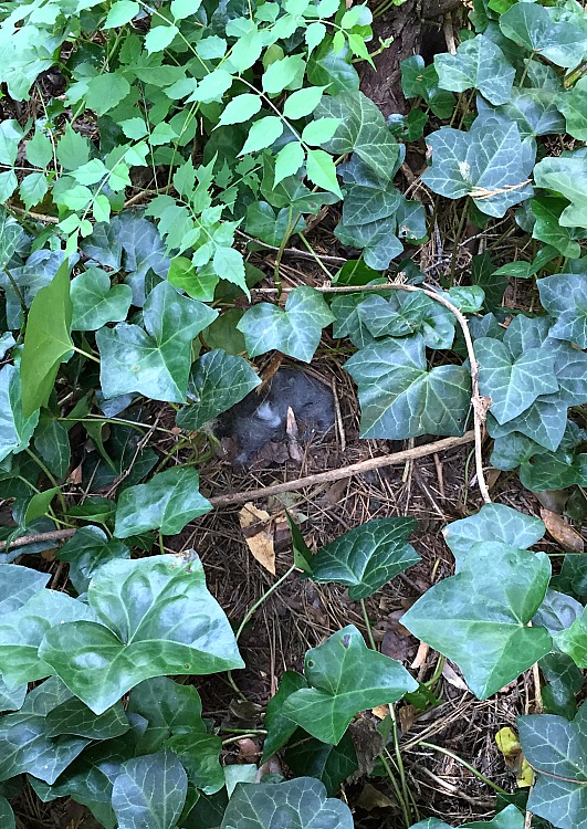 nest of baby bunnies in yard - Dogs Don't Eat Pizza